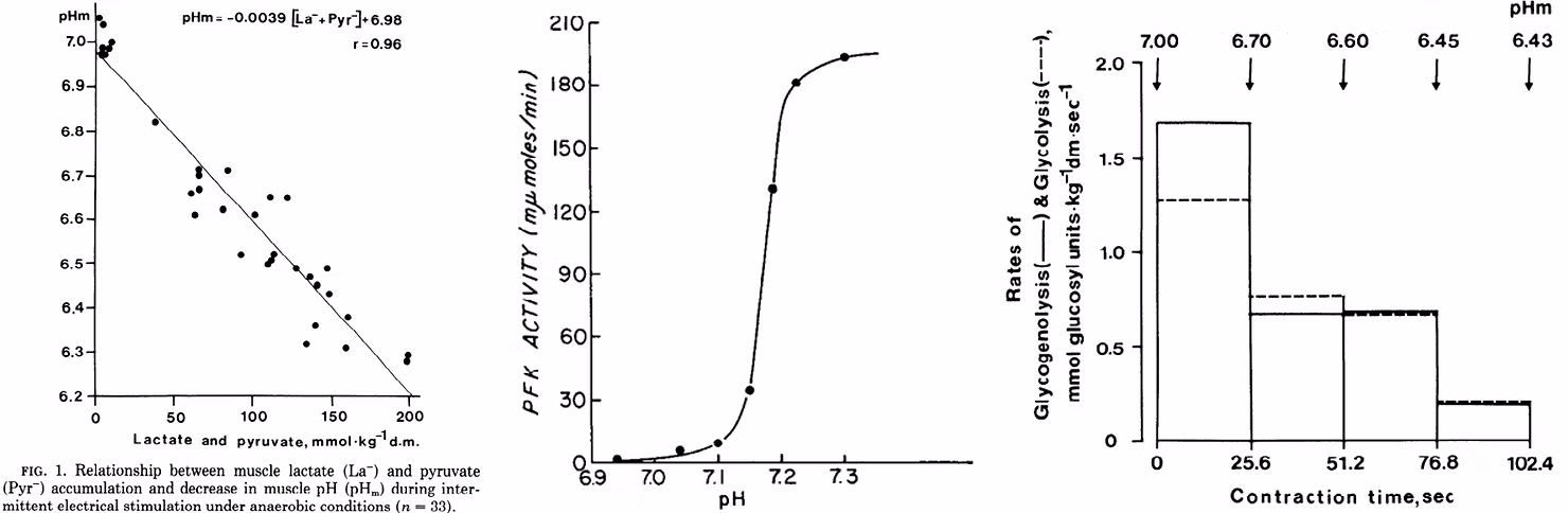 Trivedi & Danforth, 1966; Spriet et al., 1987. A sinistra, relazione tra accumulo muscolare di lattato + piruvato e riduzione del pH muscolare durante stimolazione elettrica intermittente in condizioni anaerobiche/ischemiche. In centro, effetto del pH sull’attività della fosfofruttochinasi/PFK nel muscolo. A destra, tassi stimati di glicogenolisi e glicolisi durante stimolazione elettrica intermittente a diversi valori di pH muscolare.